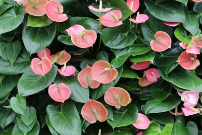 Close-up of flowers blooming outdoors