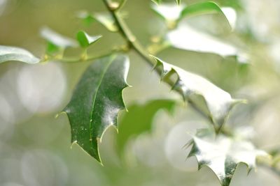 Close-up of plant against blurred background