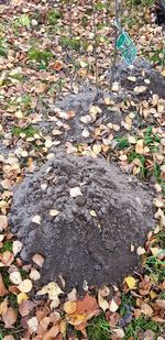 High angle view of dry leaves on field