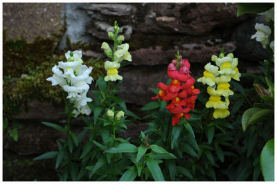 Close-up of flowers blooming outdoors