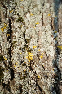 Close-up of lichen on tree trunk