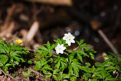 Close-up of white flowering plants