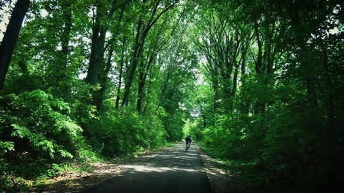 Road passing through forest