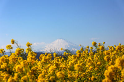 Mt. fuji view and rapeseed blossoms - yellow and blue 