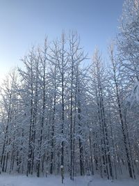 Bare trees on snow covered land