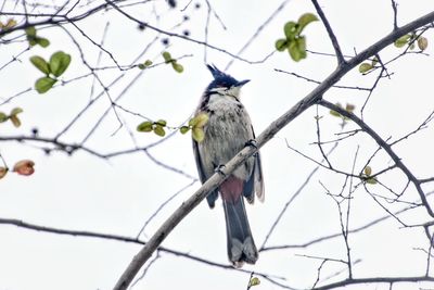 Low angle view of bird perching on branch