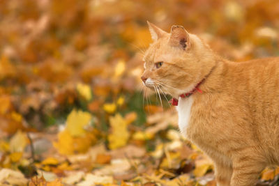 Close-up of a cat looking away