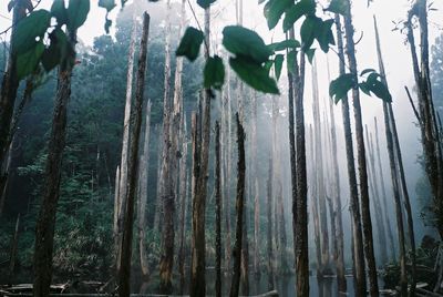 Close-up of plants in forest