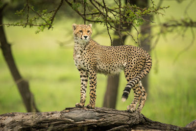 View of a cat on tree