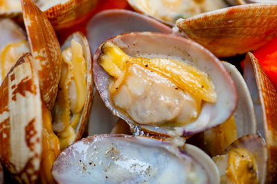 High angle view of shells in plate