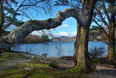 Bare tree by lake against sky