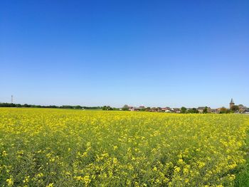 Scenic view of field against clear sky