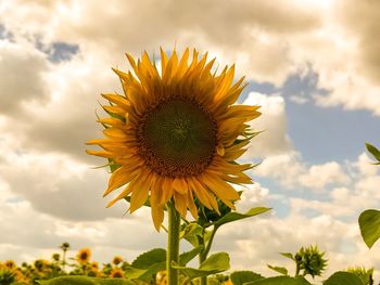 Close-up of sunflower blooming against sky