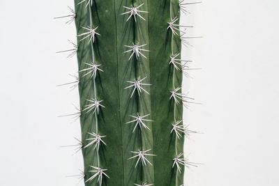 Close-up of cactus plant against white background