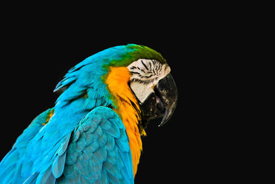 Close-up of blue macaw over black background