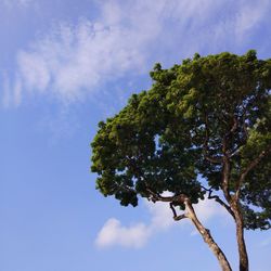 Low angle view of tree against sky