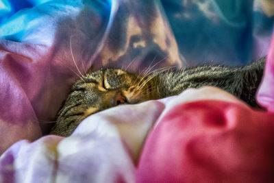 Close-up of cat sleeping on bed