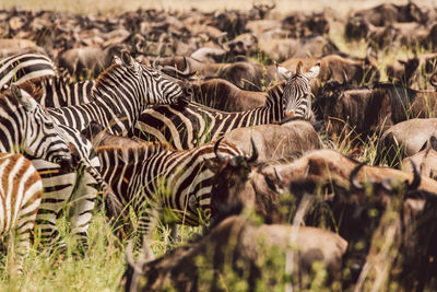 Zebras and wildebeest on a field