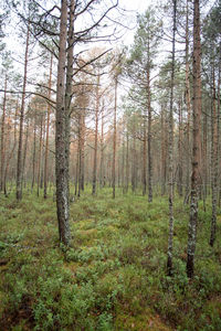 Pine trees in forest