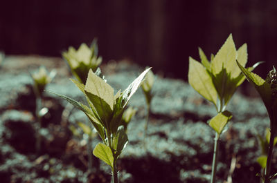 Close-up of plant growing on field