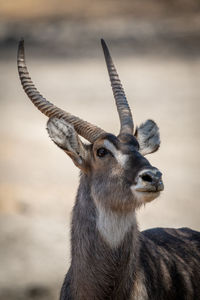 Close-up of male common waterbuck lifting head