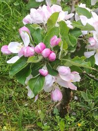 High angle view of pink flowers blooming outdoors