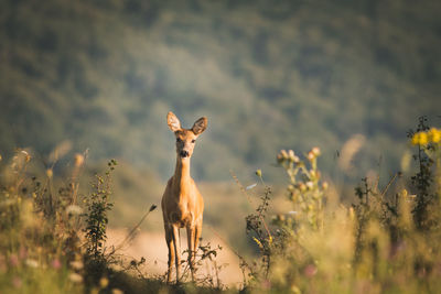 View of dead plant on field