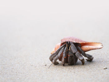 Close-up of crab on beach