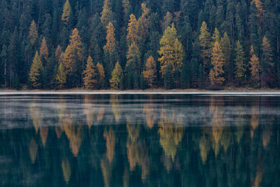 Scenic view of lake in forest during autumn