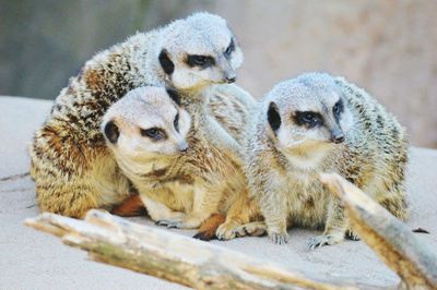 Meerkats siting on rock