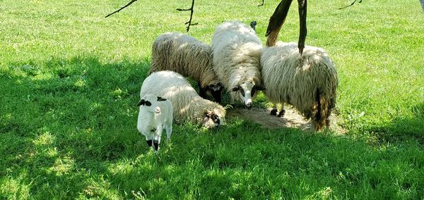 Sheep in a field