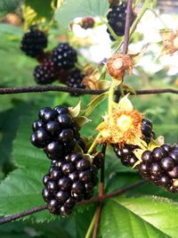 Close-up of berries on branch