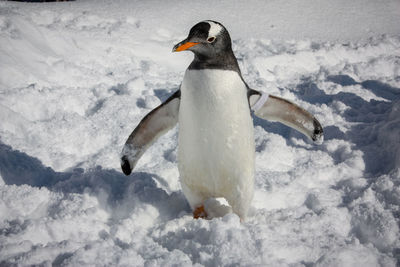 View of a penguin in snow