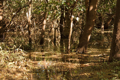 Trees in forest