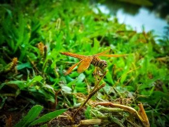 Close-up of insect on plant