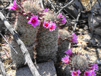 Pink flowers blooming in park