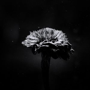 Close-up of wilted flower against black background