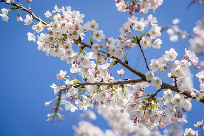 Low angle view of apple blossoms in spring