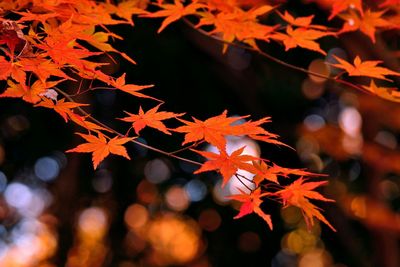 Close-up of maple leaves on branch