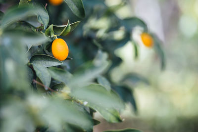 Orange fruits growing outdoors