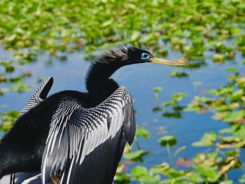 Bird on a lake