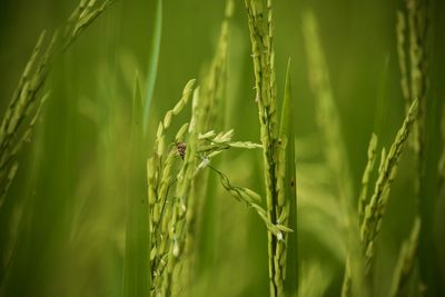 Close-up of crops growing on field