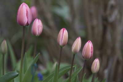 Close-up of pink tulips