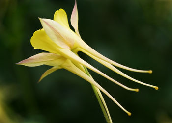Close-up of yellow flower