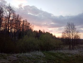 Trees on field against sky during sunset