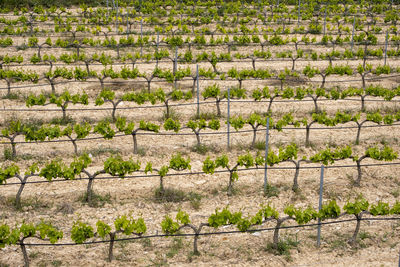 Full frame shot of plants vineyards