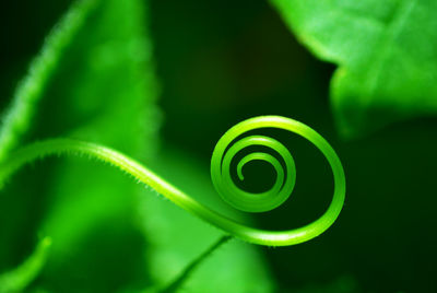 Close up of green leaves