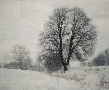 Bare trees on field
