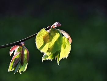 Close-up of plant