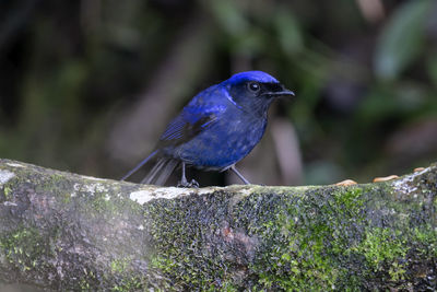 Close-up of bird perching on rock